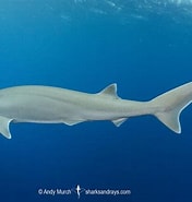 Image result for "hexanchus Vitulus". Size: 176 x 185. Source: www.sharksandrays.com