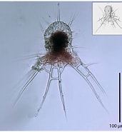 Afbeeldingsresultaten voor "arachnocorys Circumtexta". Grootte: 171 x 185. Bron: www.marinespecies.org