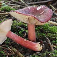 Image result for Ruwe Russula. Size: 186 x 185. Source: identifier-les-champignons.com