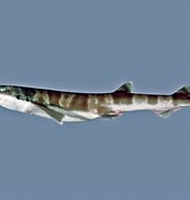 Afbeeldingsresultaten voor "galeus Boardmani". Grootte: 175 x 185. Bron: fishesofaustralia.net.au