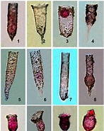 Afbeeldingsresultaten voor "Tintinnopsis Compressa". Grootte: 147 x 185. Bron: www.researchgate.net