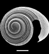 Image result for "atlanta Echinogyra". Size: 168 x 141. Source: tolweb.org