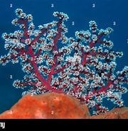 Siphonogorgia godeffroyi に対する画像結果.サイズ: 180 x 185。ソース: www.alamy.com
