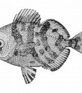 Afbeeldingsresultaten voor "psenes Maculatus". Grootte: 162 x 129. Bron: www.fishbase.se