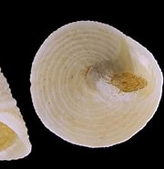 Afbeeldingsresultaten voor "clelandella Miliaris". Grootte: 180 x 163. Bron: www.gruppomalacologicoscalaria.org