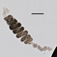 Afbeeldingsresultaten voor "halistemma Rubrum". Grootte: 187 x 185. Bron: www.marinespecies.org