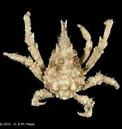 Image result for "tylocarcinus Styx". Size: 175 x 185. Source: www.crustaceology.com