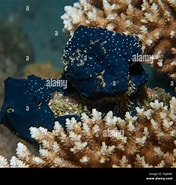 Image result for Mycalidae. Size: 176 x 185. Source: www.alamy.com