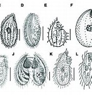 Image result for "protocruzia Pigerrima". Size: 179 x 138. Source: www.researchgate.net