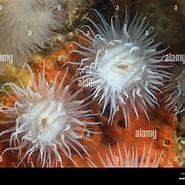 Image result for What Does Sagartia elegans Eat. Size: 185 x 185. Source: www.alamy.com