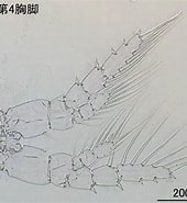 Image result for "centropages Elongatus". Size: 170 x 185. Source: plankton.image.coocan.jp