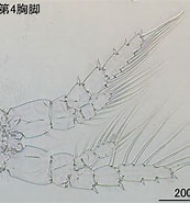 Afbeeldingsresultaten voor Centropages elongatus Familie. Grootte: 173 x 185. Bron: plankton.image.coocan.jp