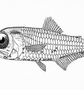 Image result for "electrona Risso". Size: 172 x 185. Source: fishesofaustralia.net.au