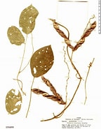 Bildresultat för "abyla Bicarinata". Storlek: 144 x 185. Källa: plantidtools.fieldmuseum.org