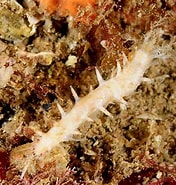 Image result for Ocnus lacteus Orde. Size: 176 x 185. Source: www.britishmarinelifepictures.co.uk