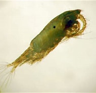 Image result for "pleuromamma Robusta". Size: 190 x 185. Source: www.zooplankton.no