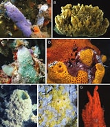Afbeeldingsresultaten voor "lissodendoryx Isodictyalis". Grootte: 160 x 185. Bron: www.researchgate.net