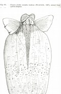 Image result for "cliopsis krohni Modesta". Size: 120 x 185. Source: pelagics.myspecies.info