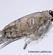 Image result for "labidocera Scotti". Size: 181 x 185. Source: www.aquaticlivefood.com.au