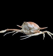 Image result for Arcania heptacantha. Size: 177 x 185. Source: www.crabdatabase.info