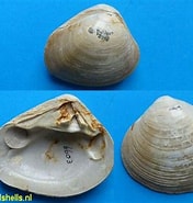 Afbeeldingsresultaten voor Crassatelloidea. Grootte: 176 x 185. Bron: www.fossilshells.nl