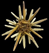 Image result for Eucidaris tribuloides Stam. Size: 170 x 185. Source: www.nhm.ac.uk