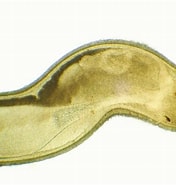 Image result for "nemertopsis Flavida". Size: 176 x 185. Source: www.aphotomarine.com