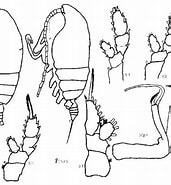 Image result for "chiridiella Pacifica". Size: 171 x 185. Source: copepodes.obs-banyuls.fr