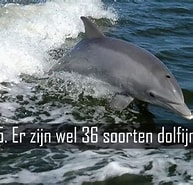 Image result for Geschiedenis Dolfijnen. Size: 193 x 185. Source: www.youtube.com