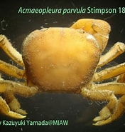 Bildergebnis für Acmaeopleura parvula Rijk. Größe: 176 x 185. Quelle: miaw.o.oo7.jp
