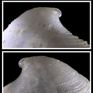 Image result for "propilidium Exiguum". Size: 185 x 185. Source: www.idscaro.net