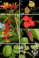 Image result for "hamacantha Papillata". Size: 127 x 185. Source: www.researchgate.net