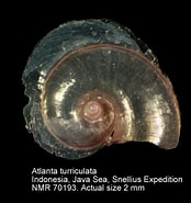 Risultato immagine per "atlanta turriculata Turriculata". Dimensioni: 174 x 185. Fonte: www.marinespecies.org