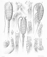 Image result for "lucicutia Grandis". Size: 151 x 185. Source: www.marinespecies.org