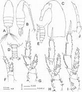 Afbeeldingsresultaten voor "acrocalanus Longicornis". Grootte: 165 x 185. Bron: www.researchgate.net