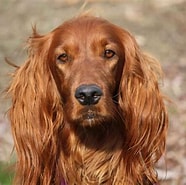 Image result for Irish Setter AKC. Size: 186 x 185. Source: marketplace.akc.org