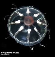 Image result for "botrynema Brucei". Size: 180 x 185. Source: www.arcodiv.org