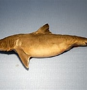 Afbeeldingsresultaten voor "squalus Mitsukurii". Grootte: 180 x 181. Bron: shark-references.com