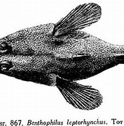 Afbeeldingsresultaten voor Benthophilus. Grootte: 182 x 163. Bron: fishbiosystem.ru