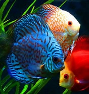 Image result for Fish. Size: 176 x 185. Source: www.pinterest.com