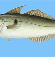 Image result for Schelvis Stam. Size: 178 x 130. Source: nl.fishguide.be