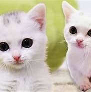 白い子猫 Wiki に対する画像結果.サイズ: 182 x 185。ソース: www.youtube.com