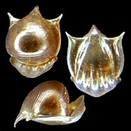 Afbeeldingsresultaten voor "cavolinia uncinata pulsatapusilla Pulsatoides". Grootte: 185 x 185. Bron: ovulidae.blog.fc2.com