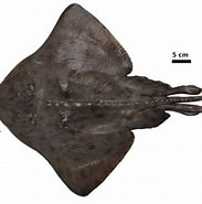 Image result for "raja Hyperborea". Size: 183 x 185. Source: shark-references.com