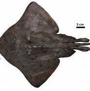 Image result for "raja Hyperborea". Size: 184 x 185. Source: shark-references.com