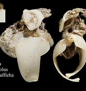Afbeeldingsresultaten voor Teredora malleolus Stam. Grootte: 176 x 185. Bron: marinespecies.org