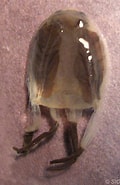 Image result for Carybdea rastonii. Size: 120 x 185. Source: scripps.ucsd.edu