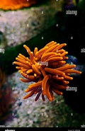 Image result for Euphylliidae. Size: 120 x 185. Source: www.alamy.com