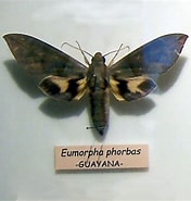 Image result for "phorbas Microchelifer". Size: 176 x 185. Source: animalandia.educa.madrid.org
