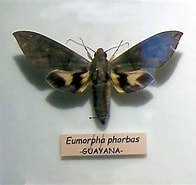 Image result for "phorbas Dendyi". Size: 196 x 185. Source: animalandia.educa.madrid.org